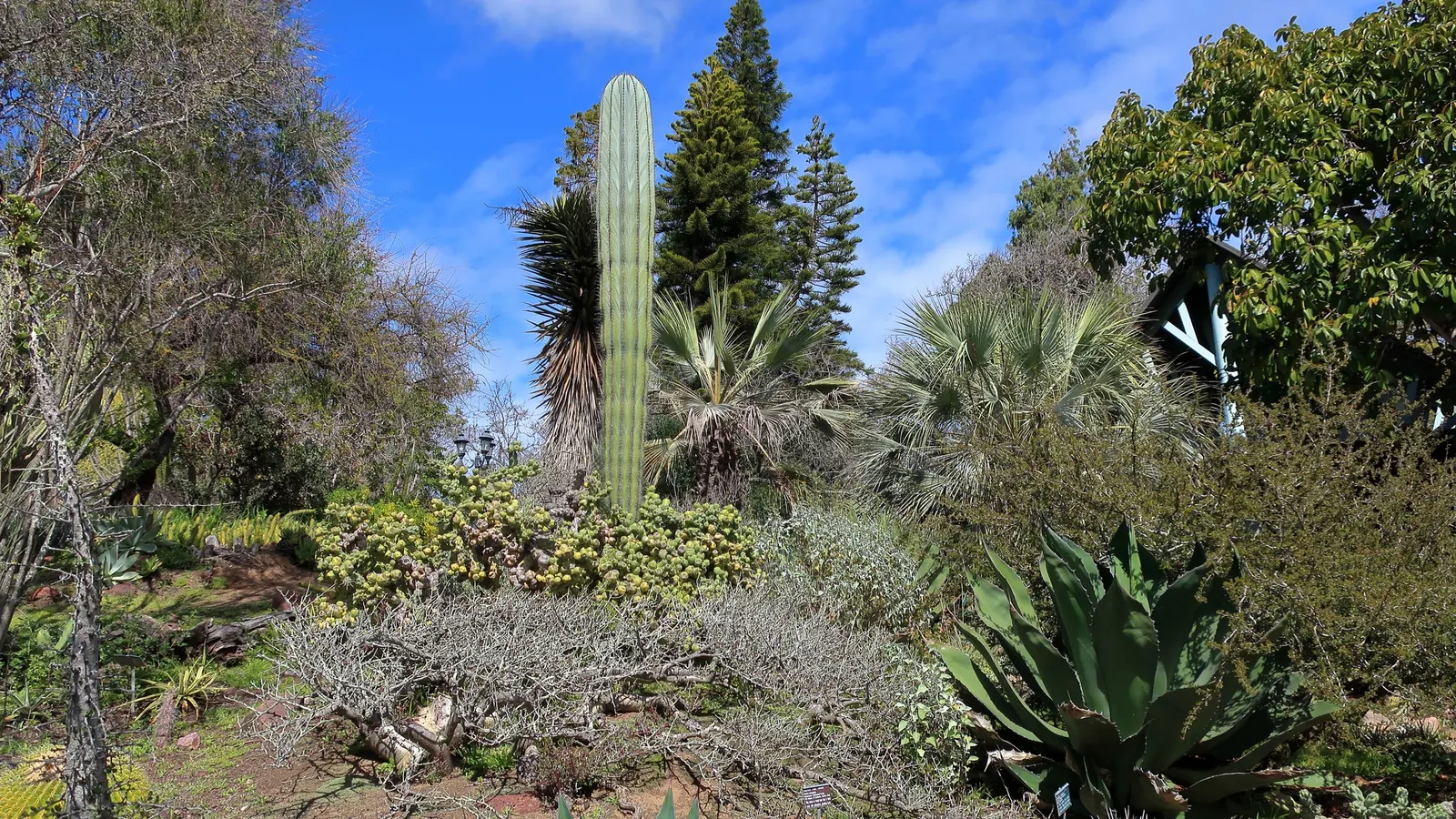 Desert Agave (Agave Deserti) — yellow flowers in the garden