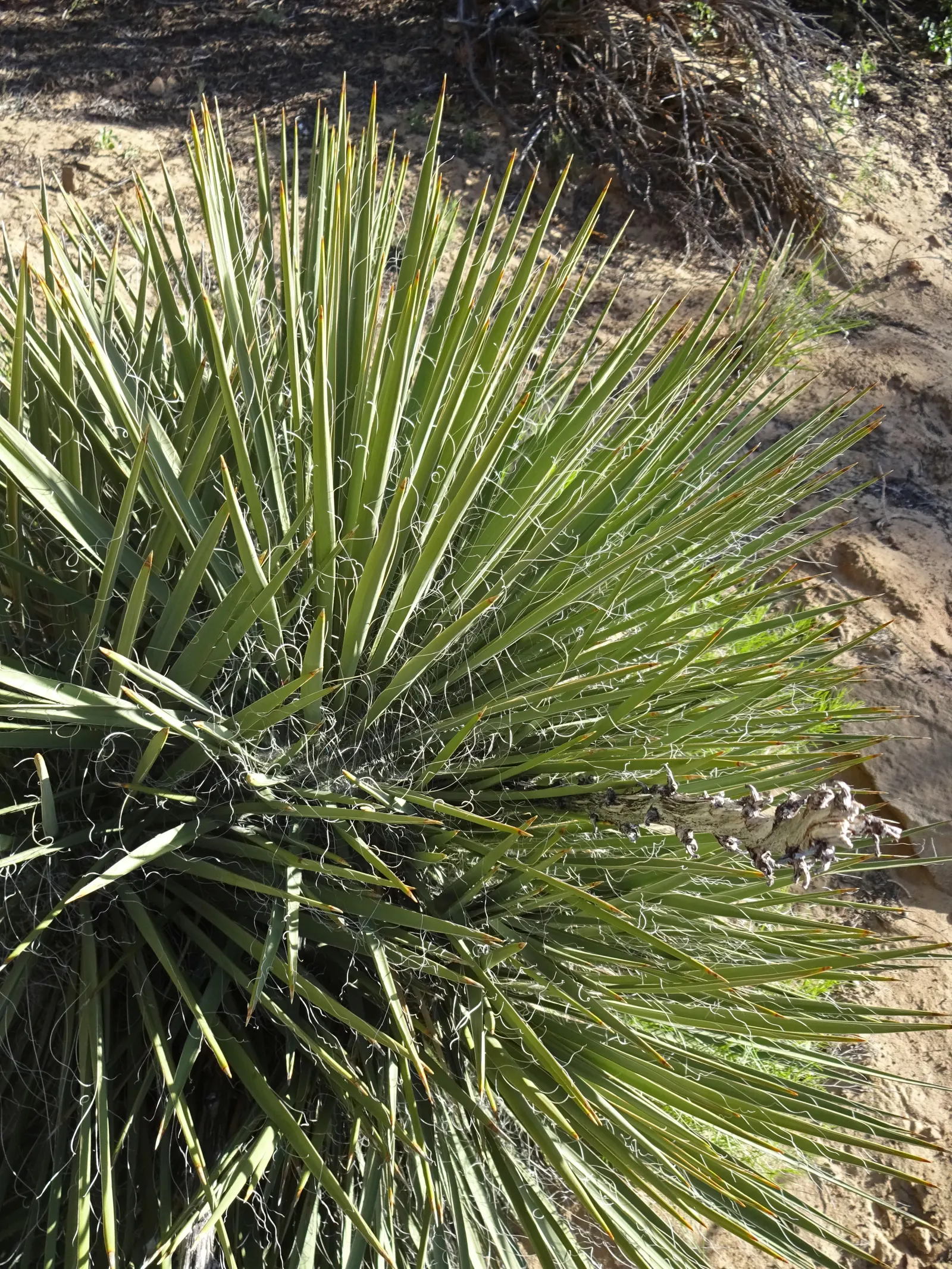 Desert Agave (Agave Deserti) — blue-green leaves that can reach up to 2 feet in length and about 4 to 6 inches in width; ideal for xeriscape designs, it adds a