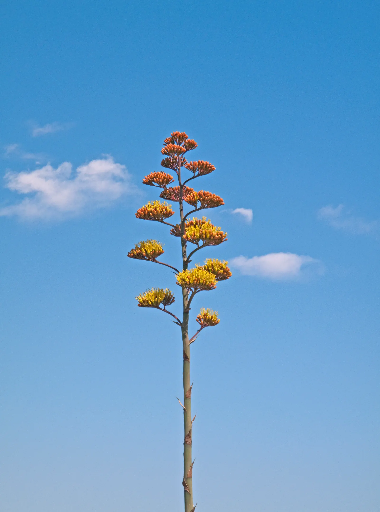 Desert Agave (Agave Deserti) — spiny-edged leaves that can reach 24 inches tall by 18 inches wide; the Desert Agave typically spans 2 to 3 feet in, image 50