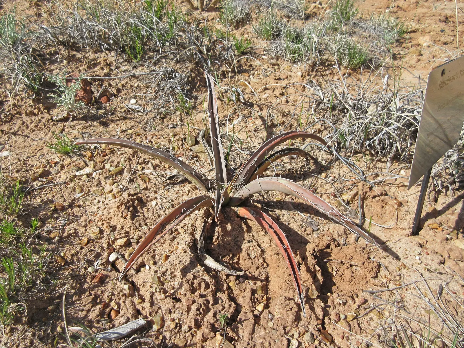 Desert Agave (Agave Deserti) — Each leaf terminates in a formidable spine; due to its low water requirements