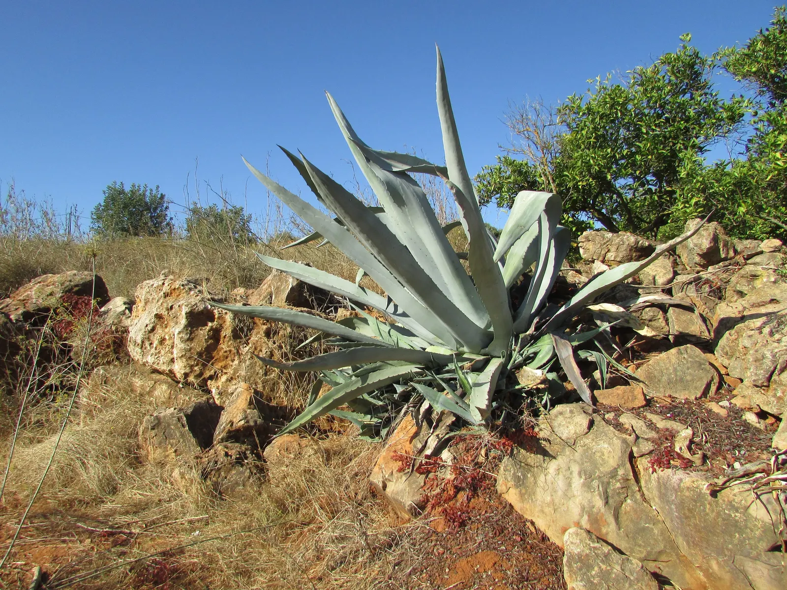 Desert Agave (Agave Deserti) — this succulent plant boasts a rosette of spiky