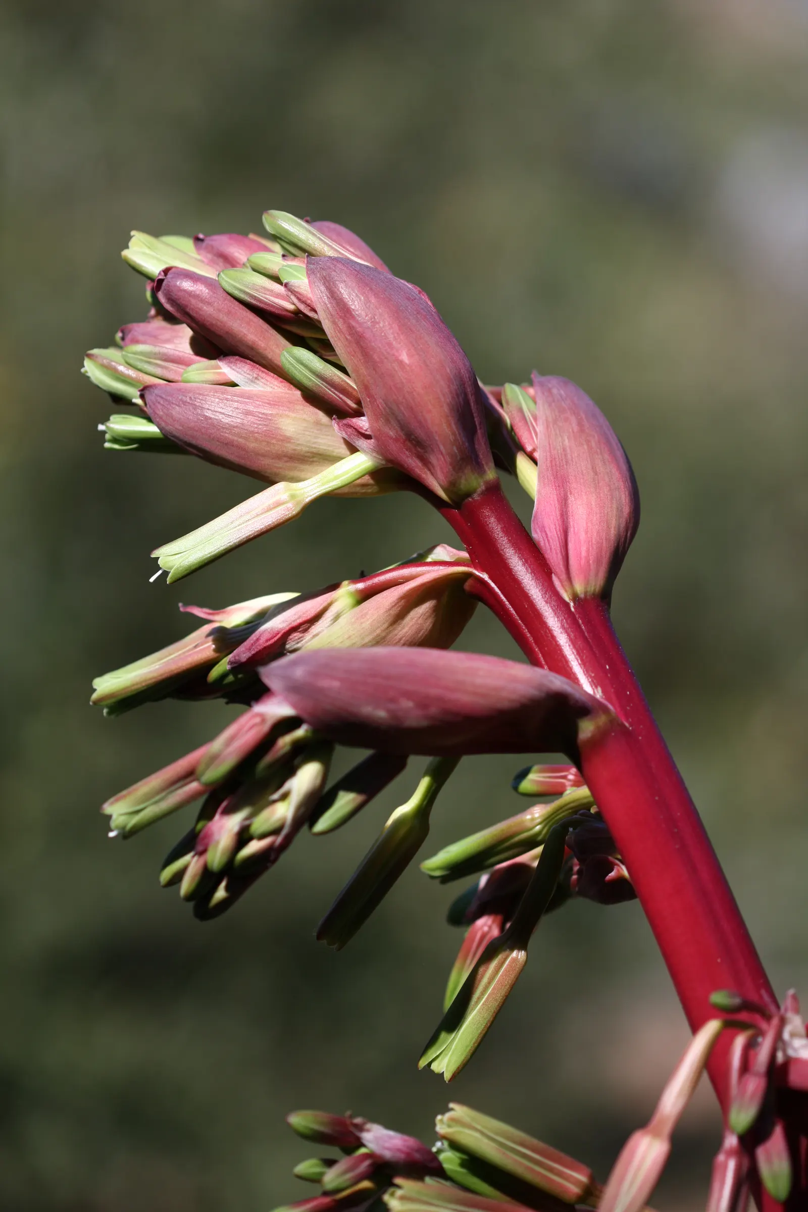 Desert Agave (Agave Deserti) — Adapted to arid conditions, this perennial thrives in full sun and well-drained soils; displaying a plethora of creamy-yellow