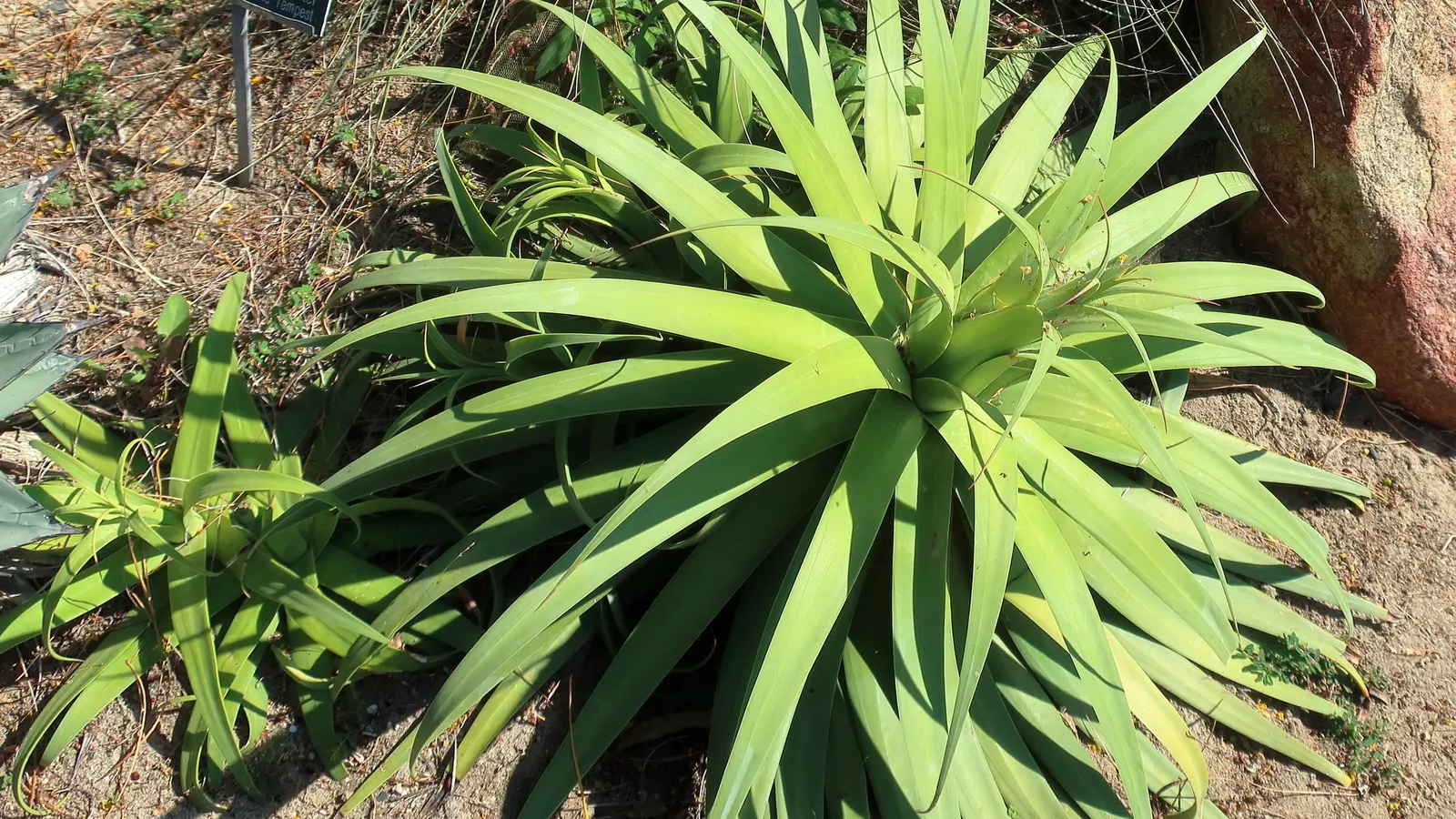 Desert Agave (Agave Deserti) — offspring or 'pups' often surround the base