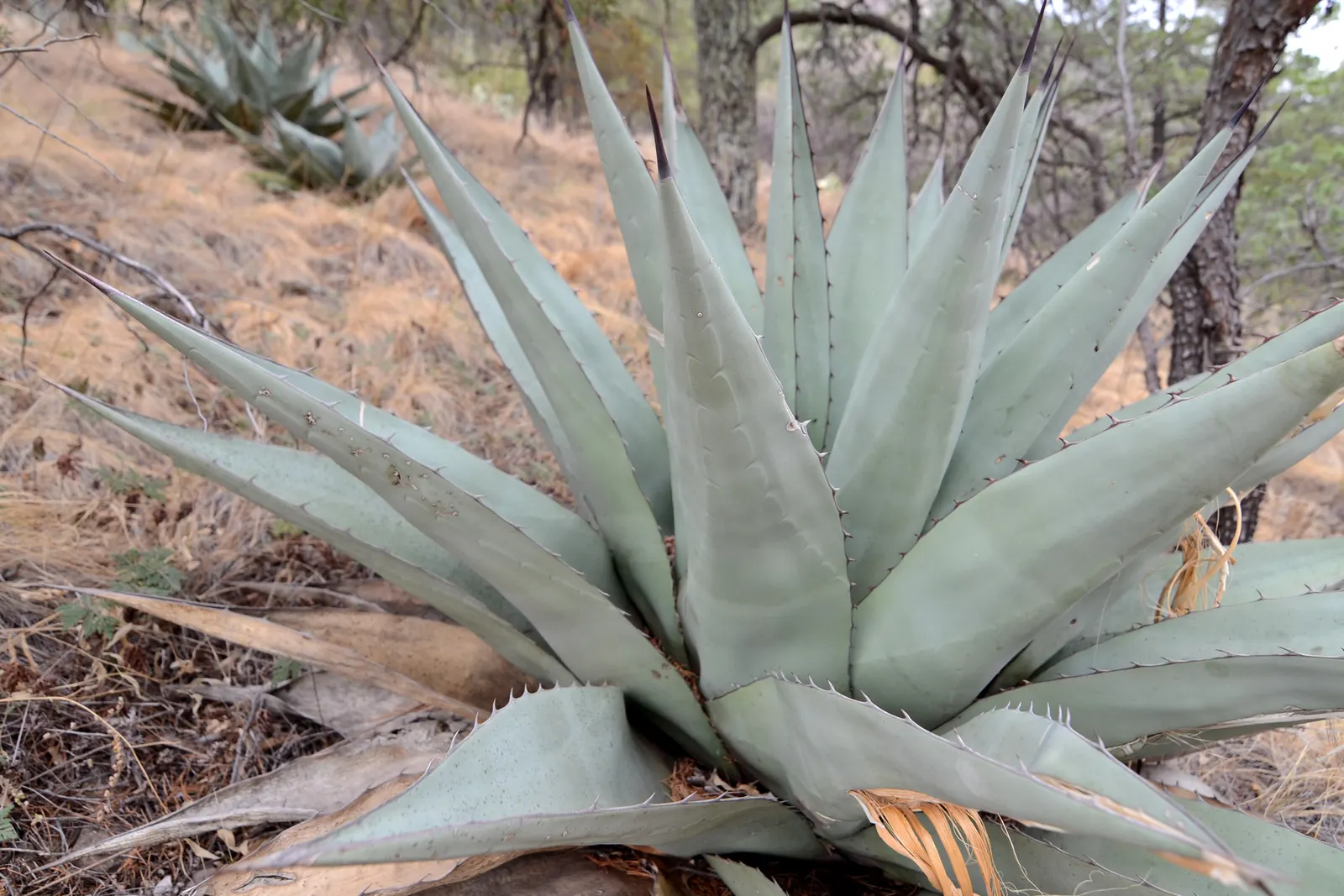 Desert Agave (Agave Deserti) — displaying a plethora of creamy-yellow flowers; adapted to arid conditions, this perennial thrives in full sun and, image 66