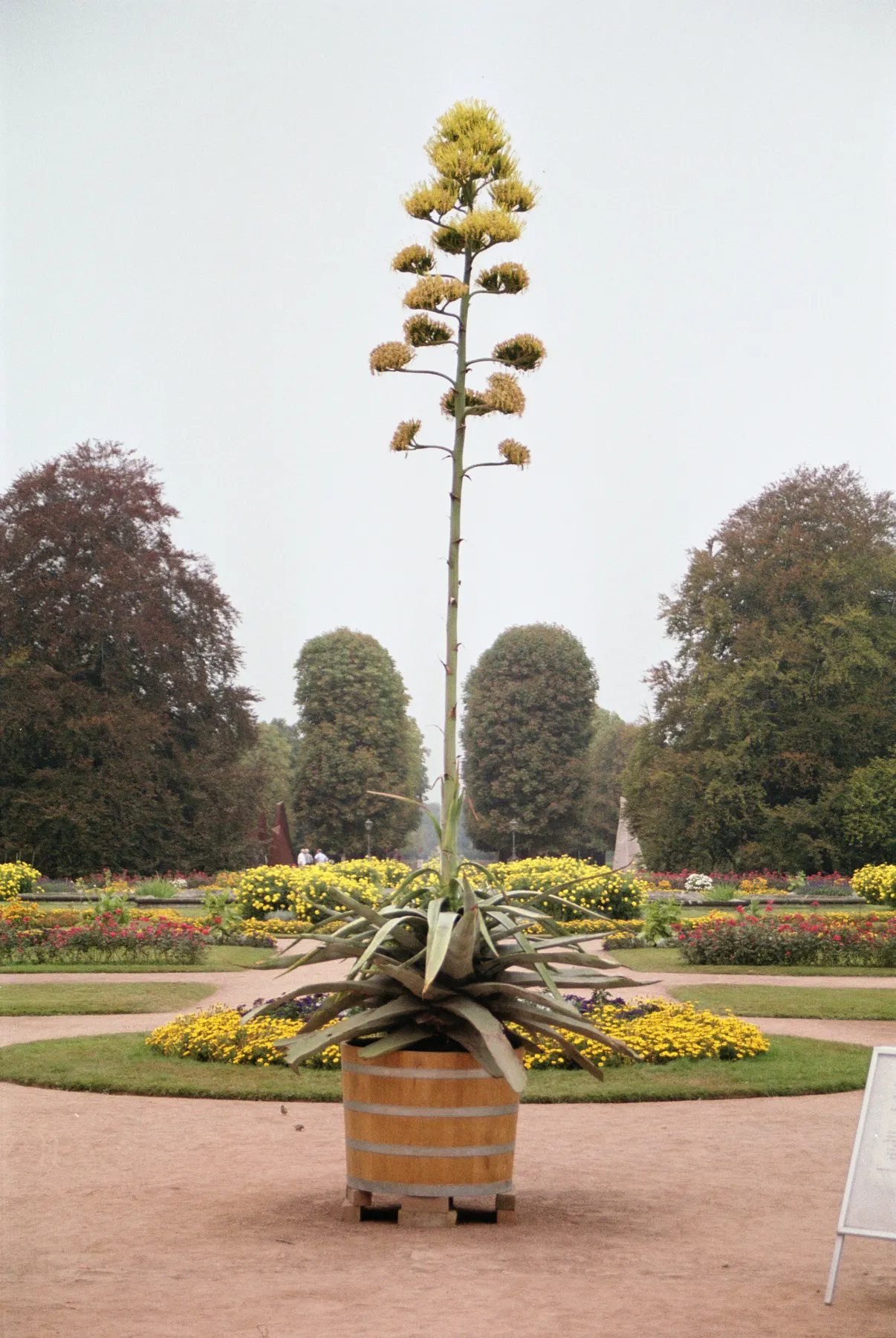 Desert Agave (Agave Deserti) — highlighting the remarkable life cycle and hardy nature of desert flora; succulent for full or half, image 69