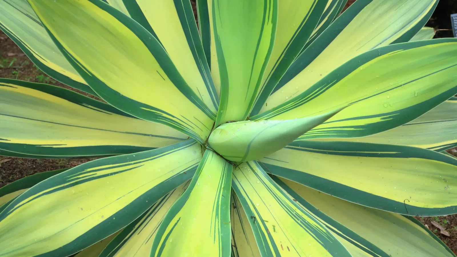 Desert Agave (Agave Deserti) — succulent for full or half; highlighting the remarkable life cycle and hardy nature of desert flora