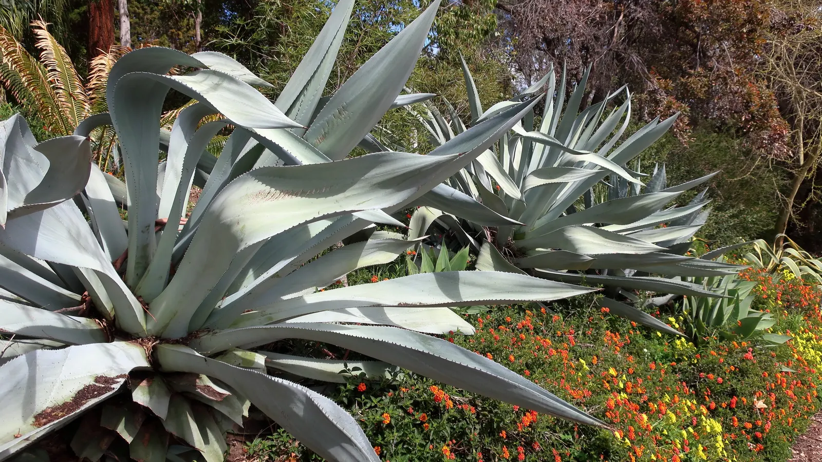 Desert Agave (Agave Deserti) — This spectacle is a one-time event for each rosette, as the plant is monocarpic and will die after blooming; so, image 67