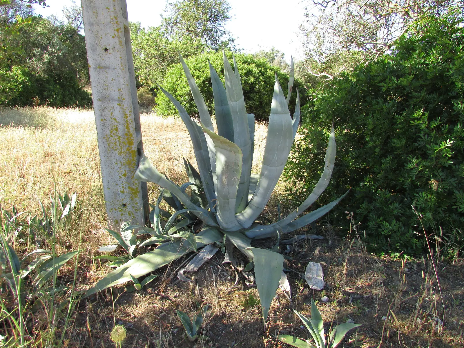 Desert Agave (Agave Deserti) — succulent with yellow blooms