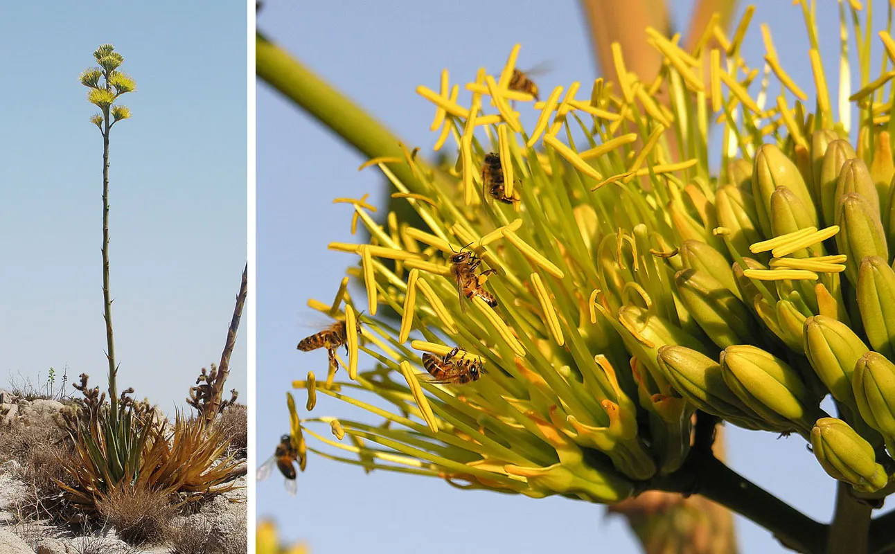 Desert Agave (Agave Deserti) — highlighting the remarkable life cycle and hardy nature of desert flora; succulent for full or half