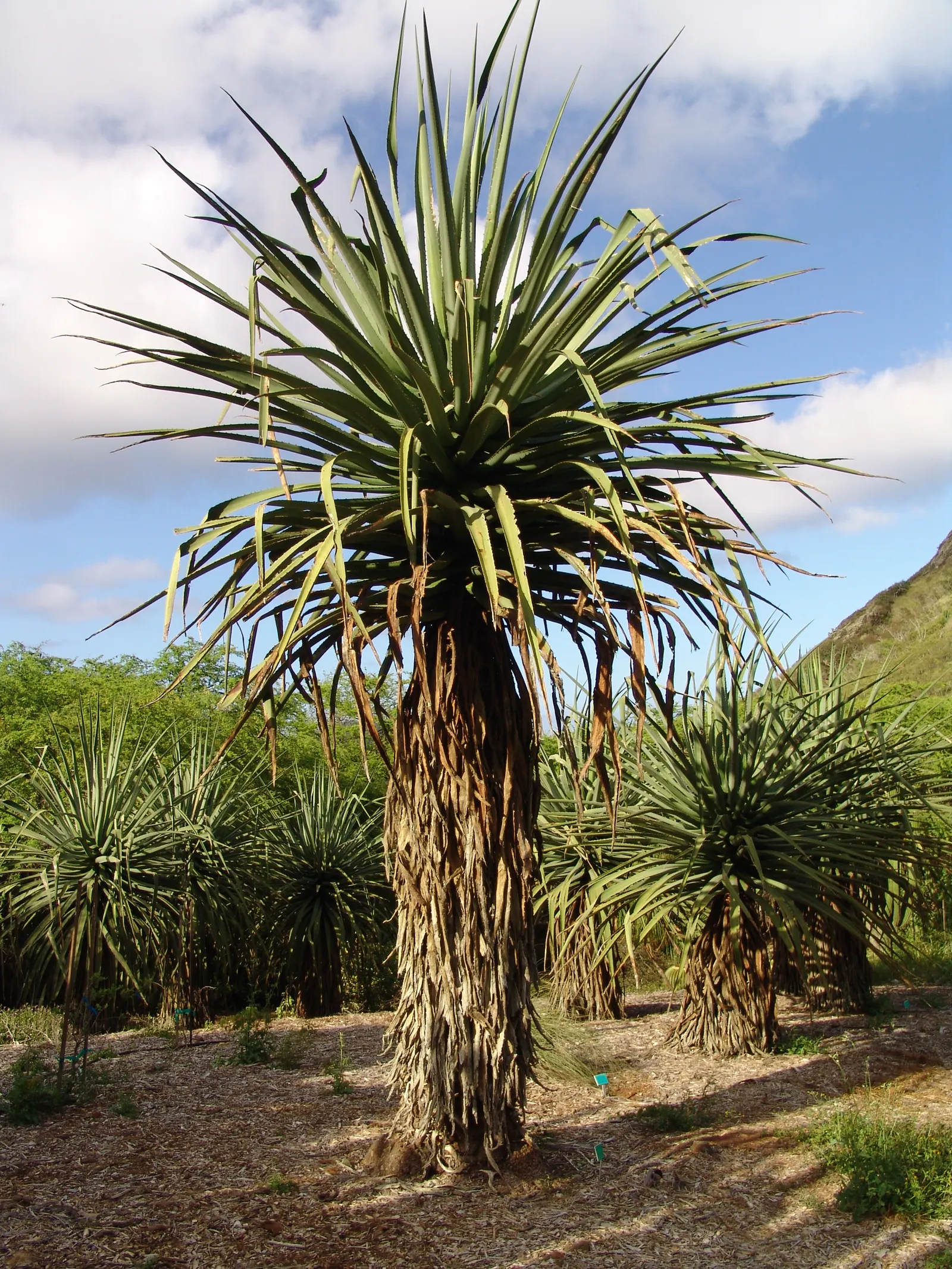 Desert Agave (Agave Deserti) — Due to its low water requirements