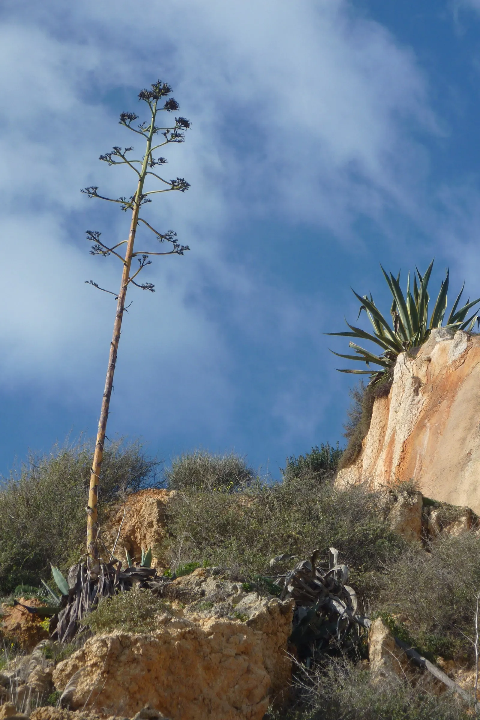 Desert Agave (Agave Deserti) — exhibits rosettes of narrow