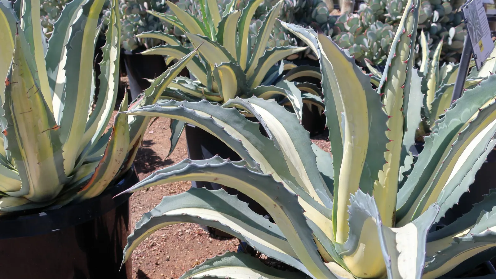 Desert Agave (Agave Deserti) — Ideal for xeriscape designs, it adds a dramatic accent with minimal water requirements; blue-green leaves that can reach up to 2