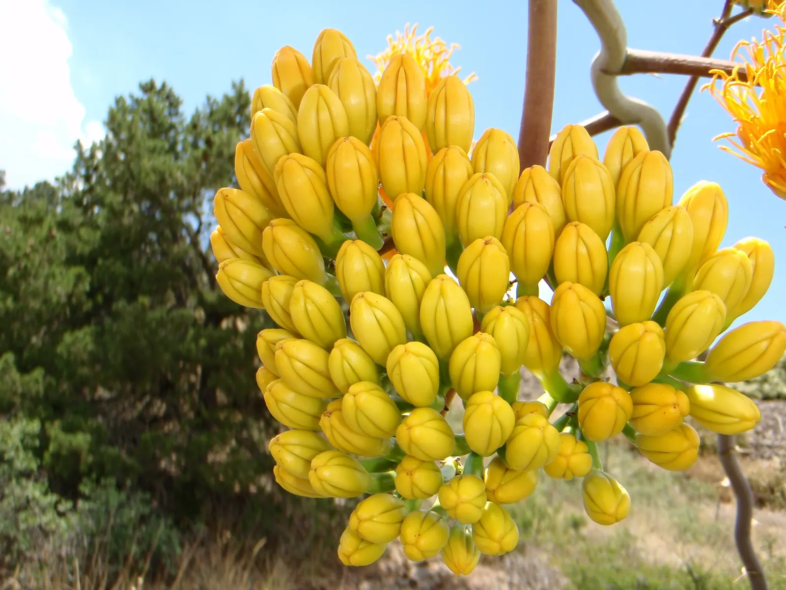 Desert Agave (Agave Deserti) — so placement within the garden should consider pedestrian traffic.<br><br>Striking in its individual form