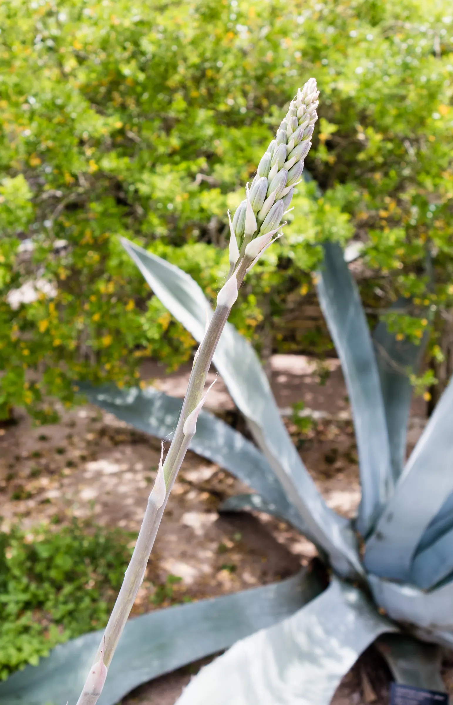 Desert Agave (Agave Deserti) — Ideal for xeriscape designs, it adds a dramatic accent with minimal water requirements; blue-green leaves that can, image 53