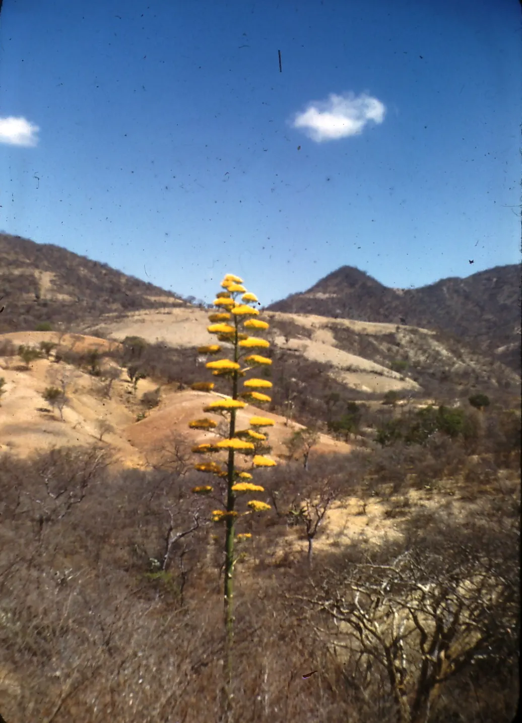 Desert Agave (Agave Deserti) — Its striking, once-in-a-lifetime bloom appears on a tall stalk up to 10 feet high after 10-15 years; exhibits, image 52
