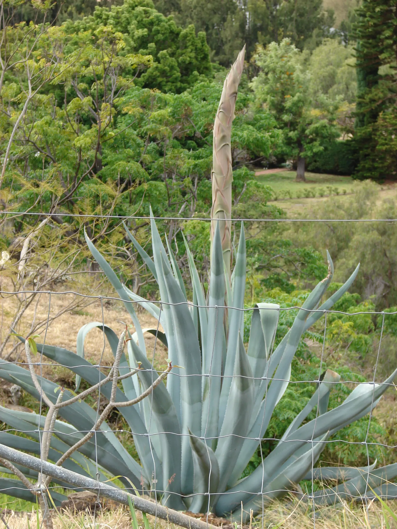 Desert Agave (Agave Deserti) — Native to the southwestern United States and northwestern Mexico; this agave prefers well-draining soils and thrives in full sun