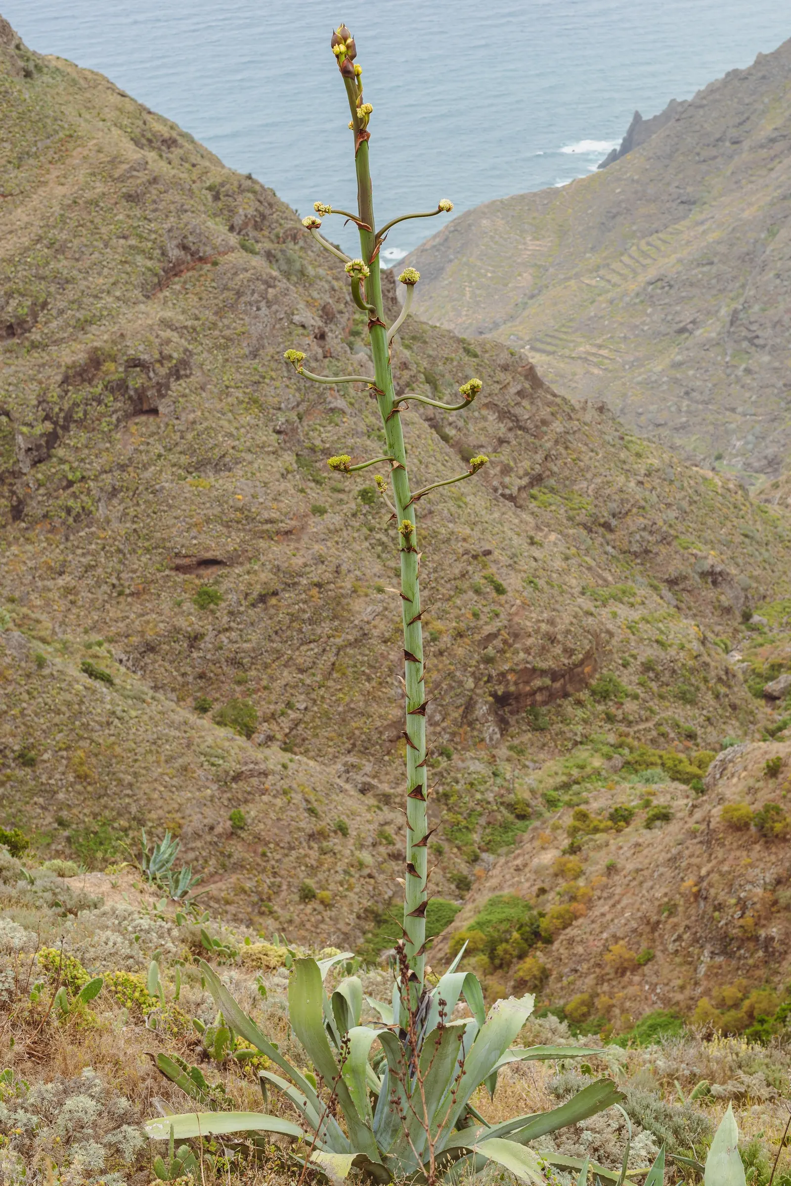 Desert Agave (Agave Deserti) — yellow flowers in the garden; this succulent plant boasts a rosette of spiky, image 70