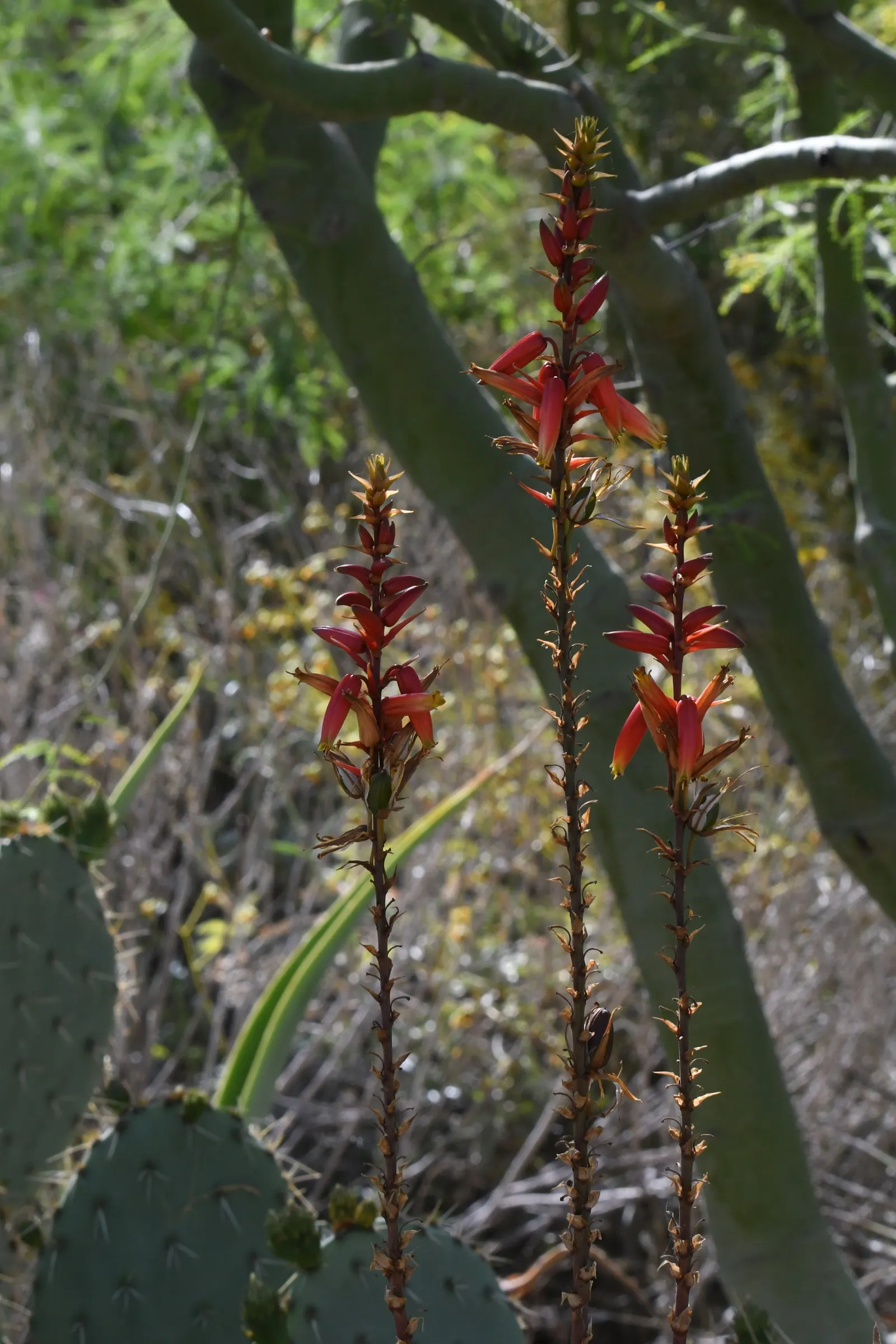 Desert Agave (Agave Deserti) — succulent with yellow blooms; embodying the principles of water-wise landscaping