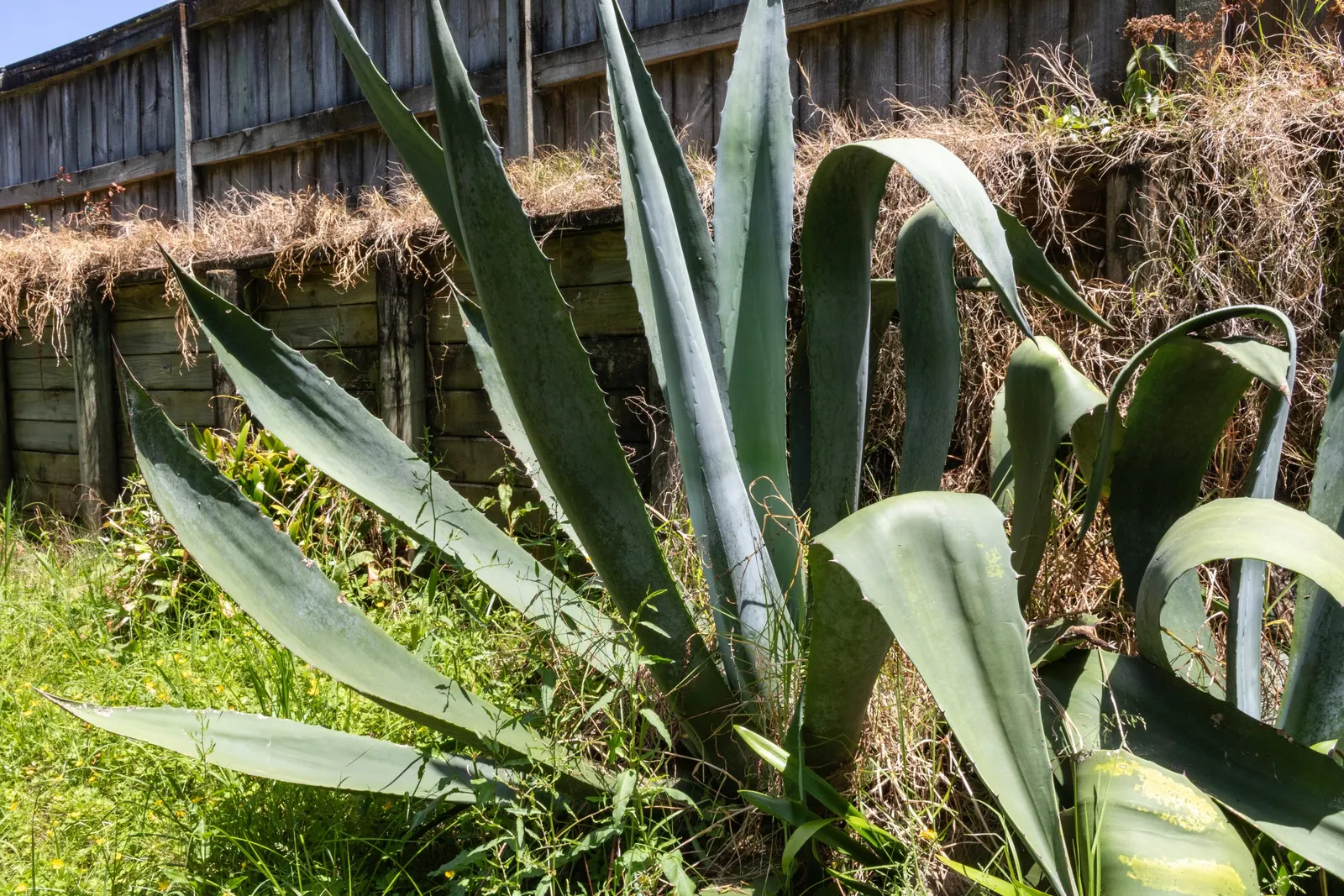 Desert Agave (Agave Deserti) — Adapted to arid conditions, this perennial thrives in full sun and well-drained soils; displaying a plethora of, image 51