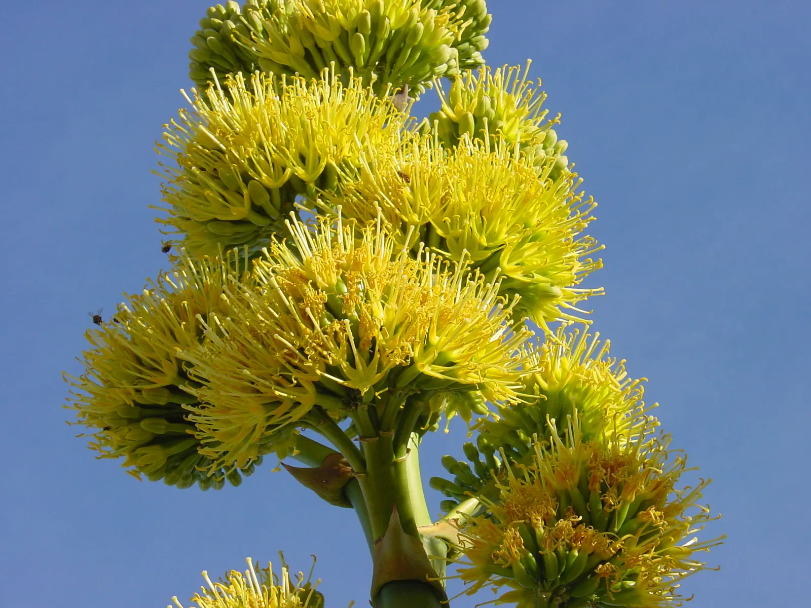 Desert Agave (Agave Deserti) — embodying the principles of water-wise landscaping