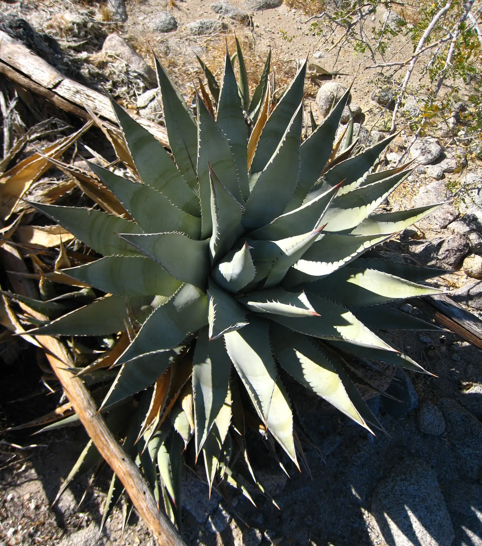 Desert Agave (Agave Deserti) — displaying a plethora of creamy-yellow flowers