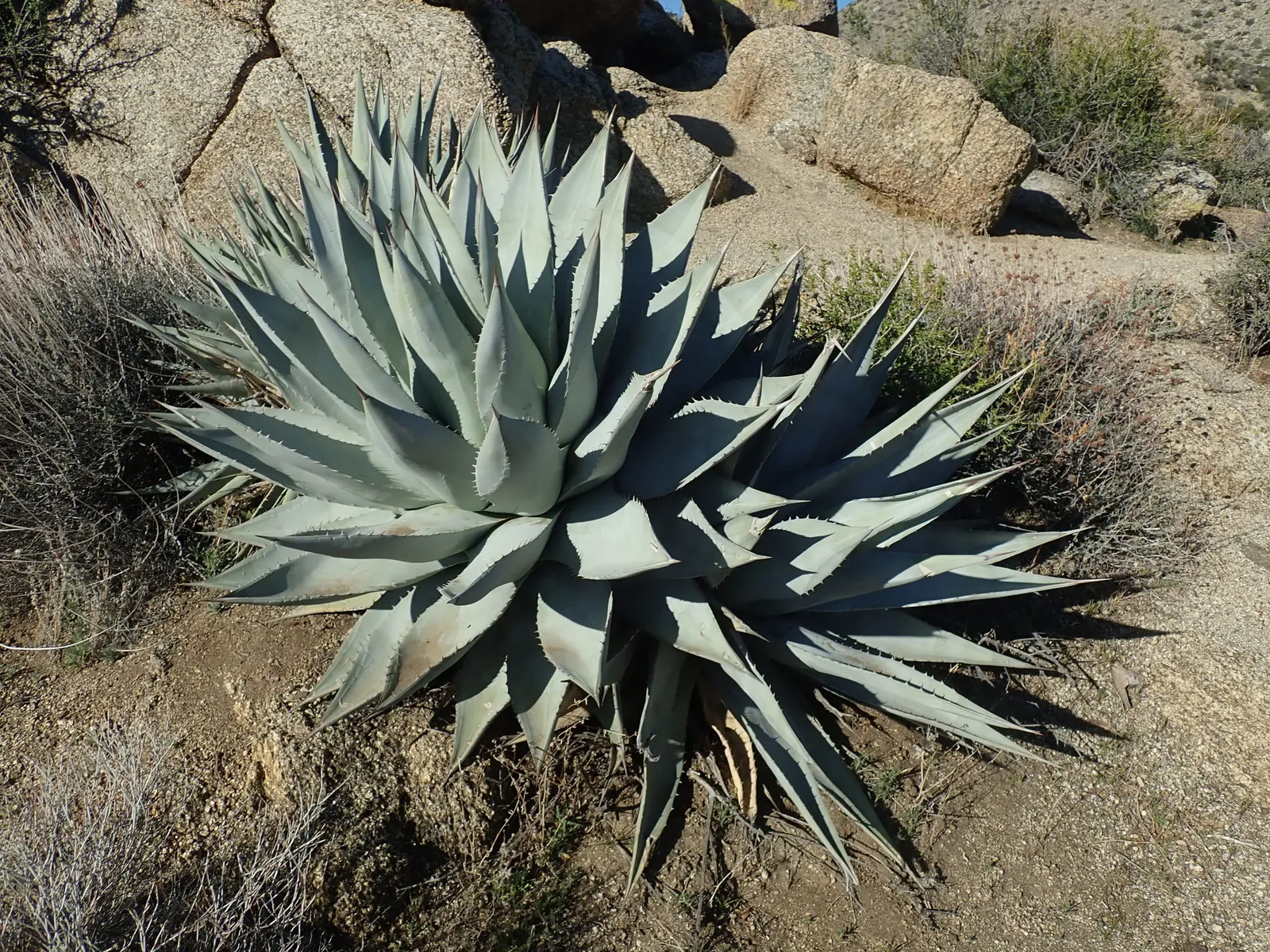 Desert Agave (Agave Deserti) — blue-green leaves that can reach up to 2 feet in length and about 4 to 6 inches in width