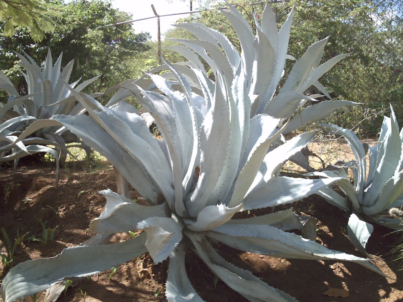Desert Agave (Agave Deserti) — offspring or 'pups' often surround the base; the Desert Agave sends up a dramatic flowering stalk that can tower 9 to 15 feet
