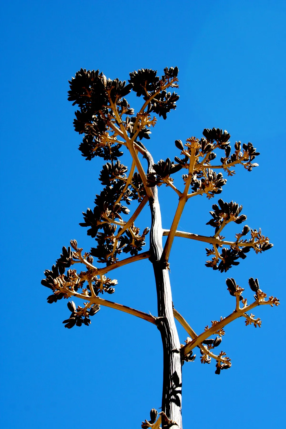 Desert Agave (Agave Deserti) — exhibits rosettes of narrow; its striking, once-in-a-lifetime bloom appears on a tall stalk up to 10 feet high after 10-15 years