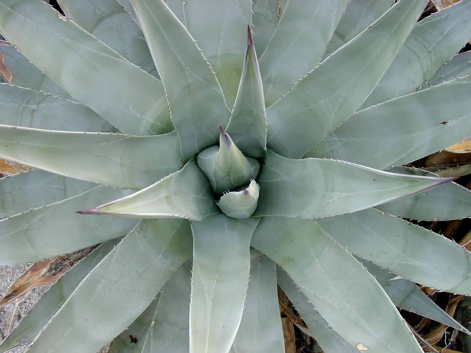 Desert Agave (Agave Deserti) — the Desert Agave typically spans 2 to 3 feet in height and width when fully mature