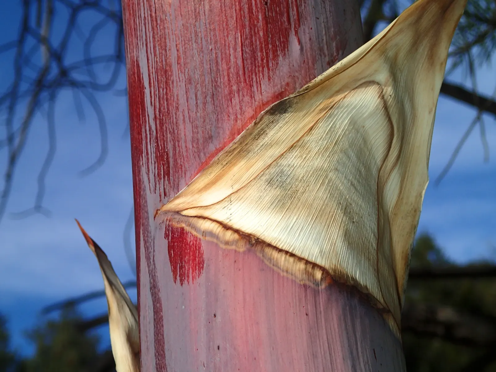 Desert Agave (Agave Deserti) — This spectacle is a one-time event for each rosette, as the plant is monocarpic and will die after blooming; so placement within