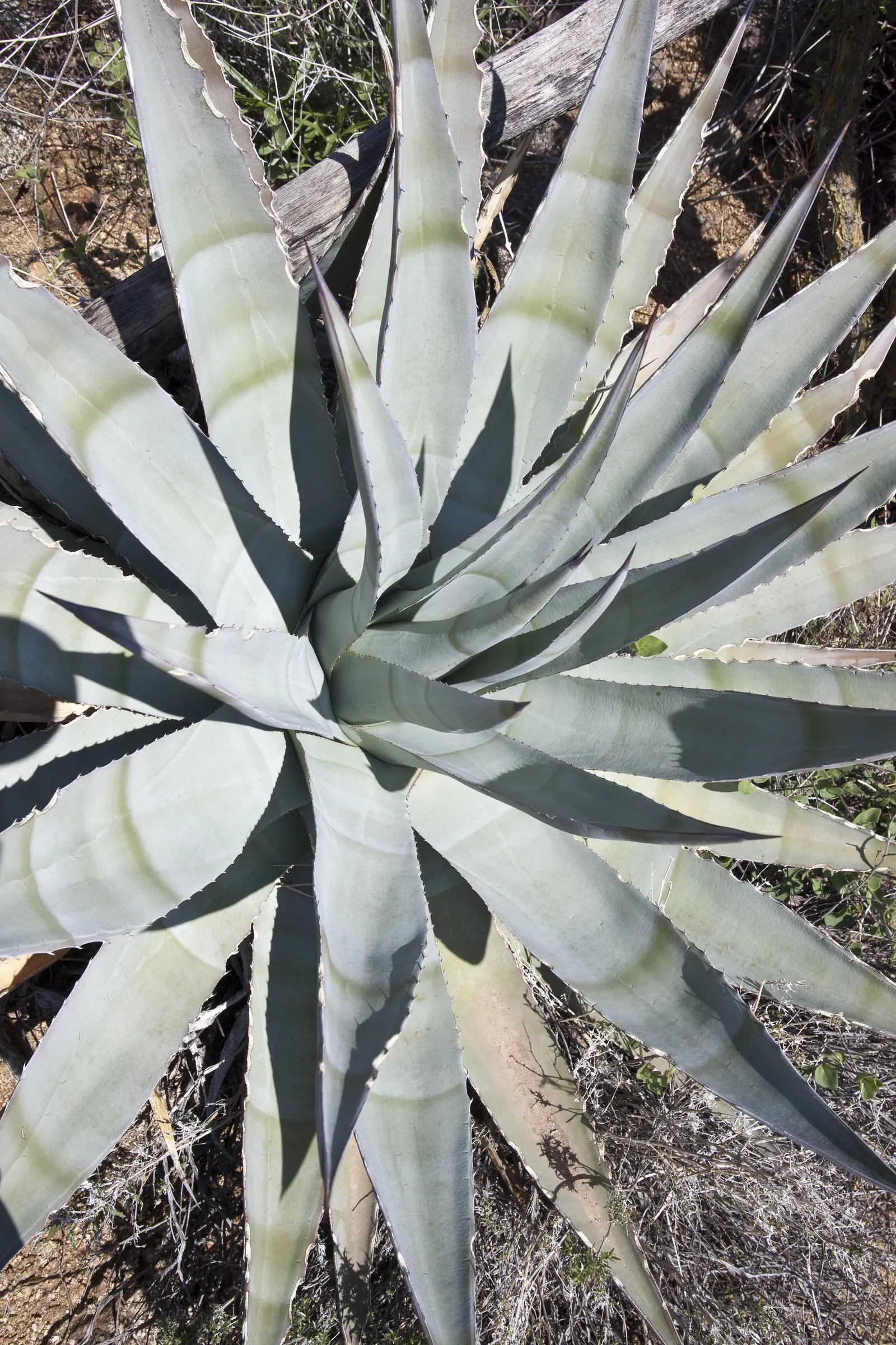Desert Agave (Agave Deserti) — Its striking, once-in-a-lifetime bloom appears on a tall stalk up to 10 feet high after 10-15 years