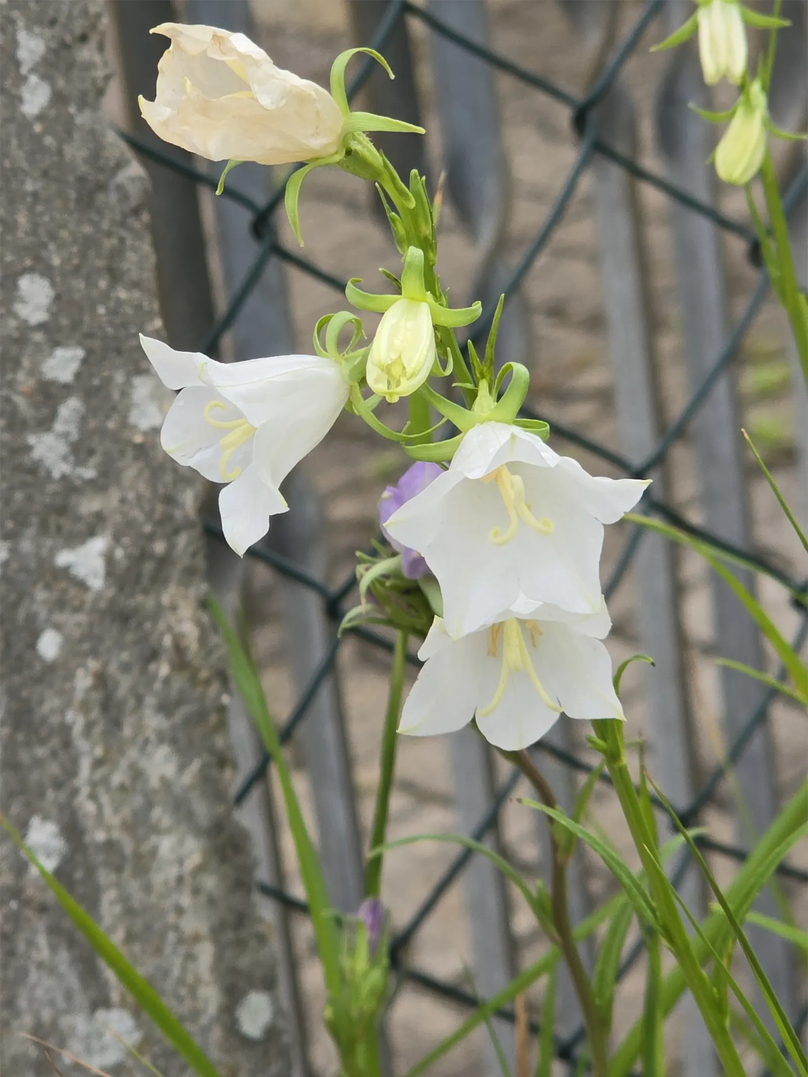 White Peach-Leaved Bellflower (Campanula Persicifolia 'White') — reaching heights of 2 to 3 feet.<br><br>From late spring to early summer; white flowers in the