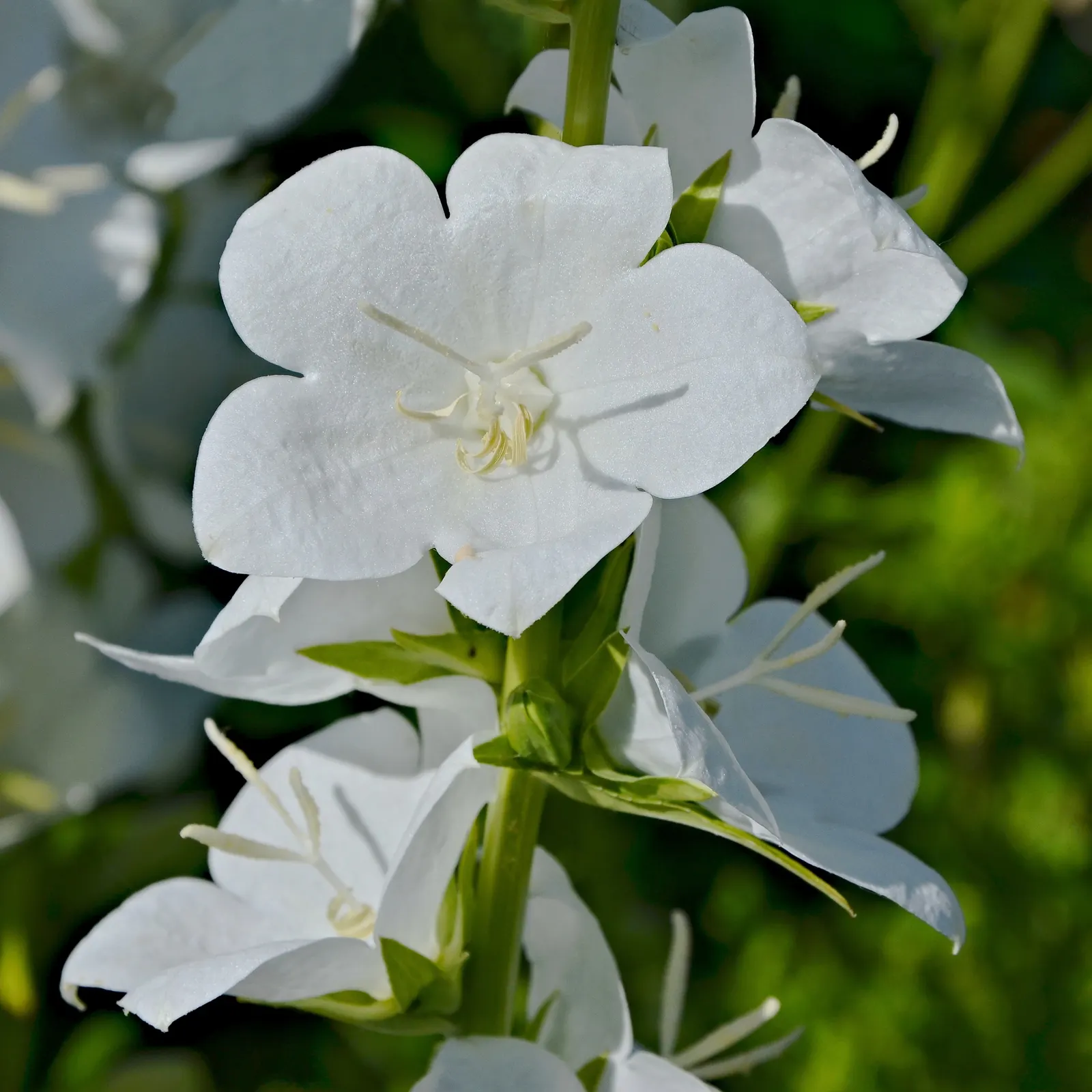 White Peach-Leaved Bellflower (Campanula Persicifolia 'White') — is a hardy perennial boasting elegant; ideal for borders, its narrow, lance-shaped leaves