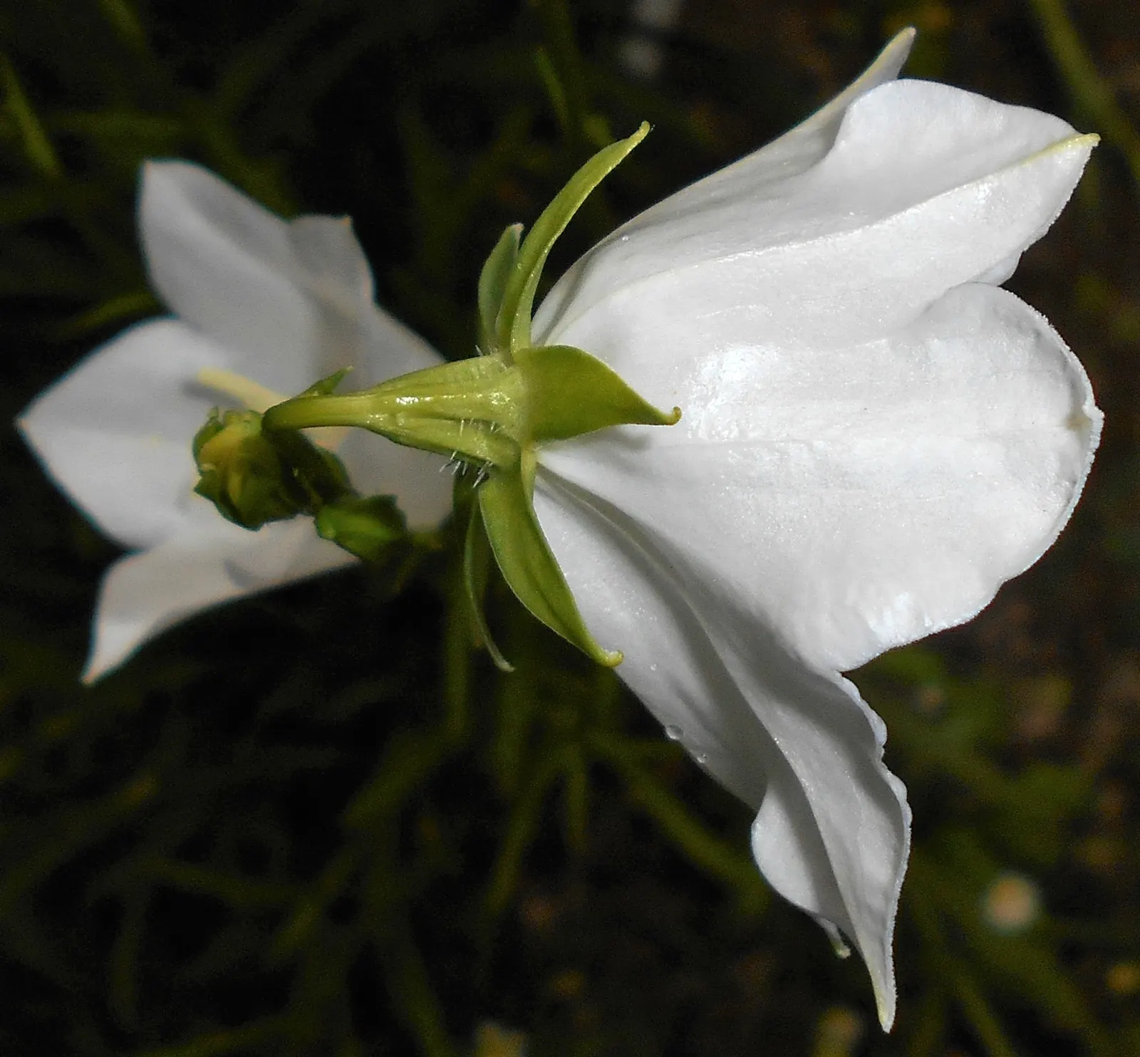 White Peach-Leaved Bellflower (Campanula Persicifolia 'White') — the plant is adorned with an abundance of cup-shaped; thriving in full sun to part shade