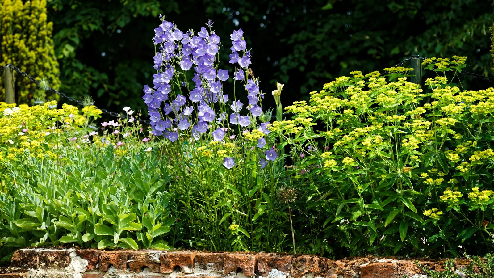 White Peach-Leaved Bellflower (Campanula Persicifolia 'White') — perennial with white blooms