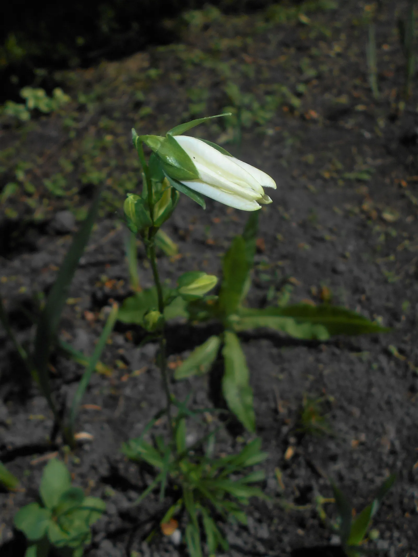 White Peach-Leaved Bellflower (Campanula Persicifolia 'White') — bell-shaped white flowers atop slender stems; resembling that of a peach tree