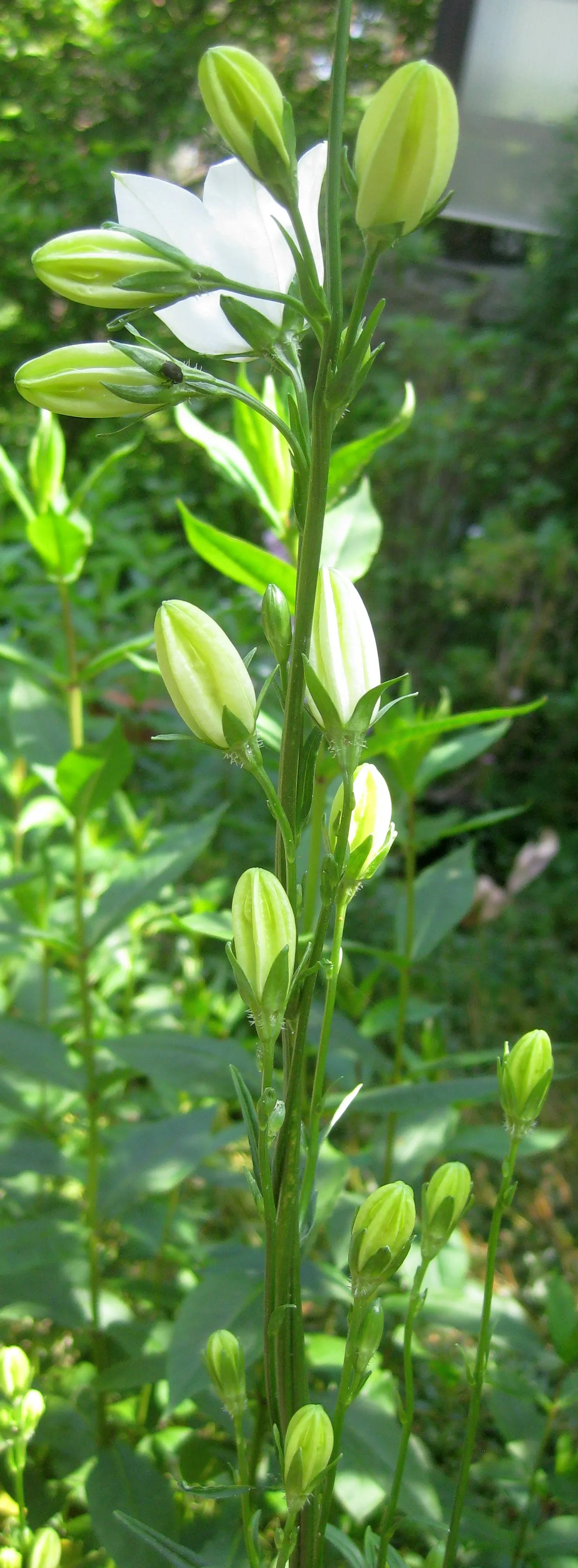 White Peach-Leaved Bellflower (Campanula Persicifolia 'White') — the plant is adorned with an abundance of cup-shaped