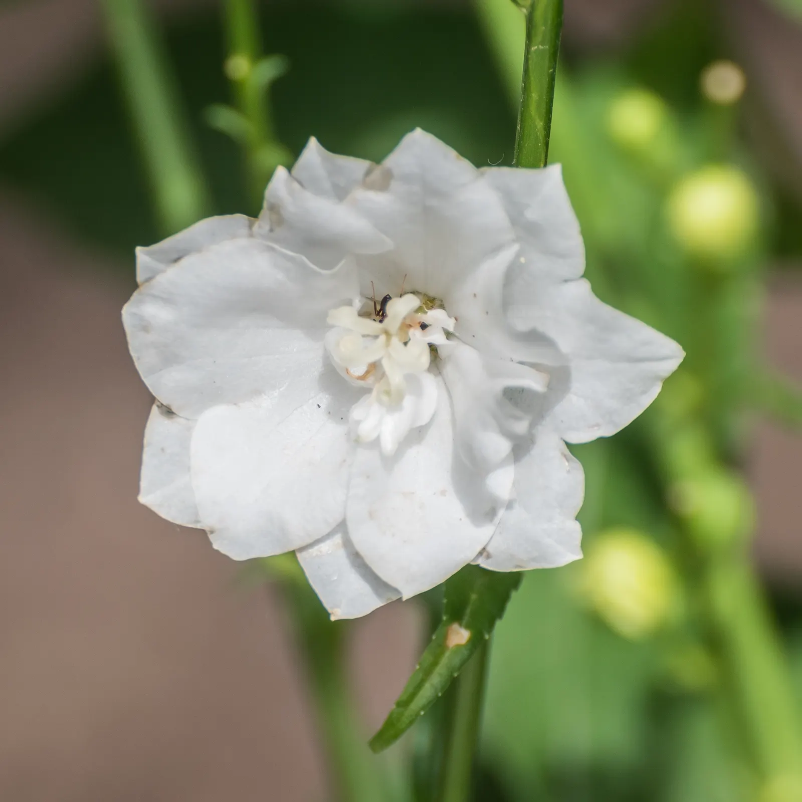 White Peach-Leaved Bellflower (Campanula Persicifolia 'White') — While Campanula persicifolia 'White' tolerates a wide range of conditions