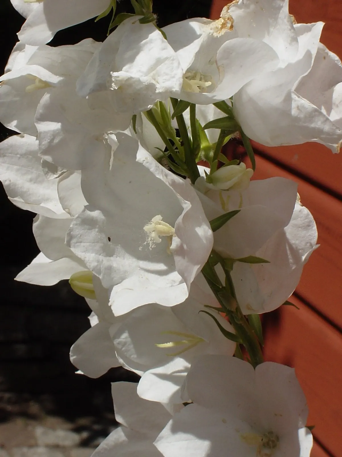 White Peach-Leaved Bellflower (Campanula Persicifolia 'White') — Thriving in full sun to part shade