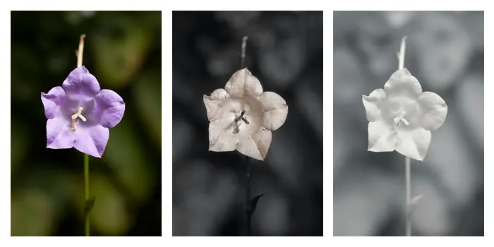 White Peach-Leaved Bellflower (Campanula Persicifolia 'White') — white flowers in the garden