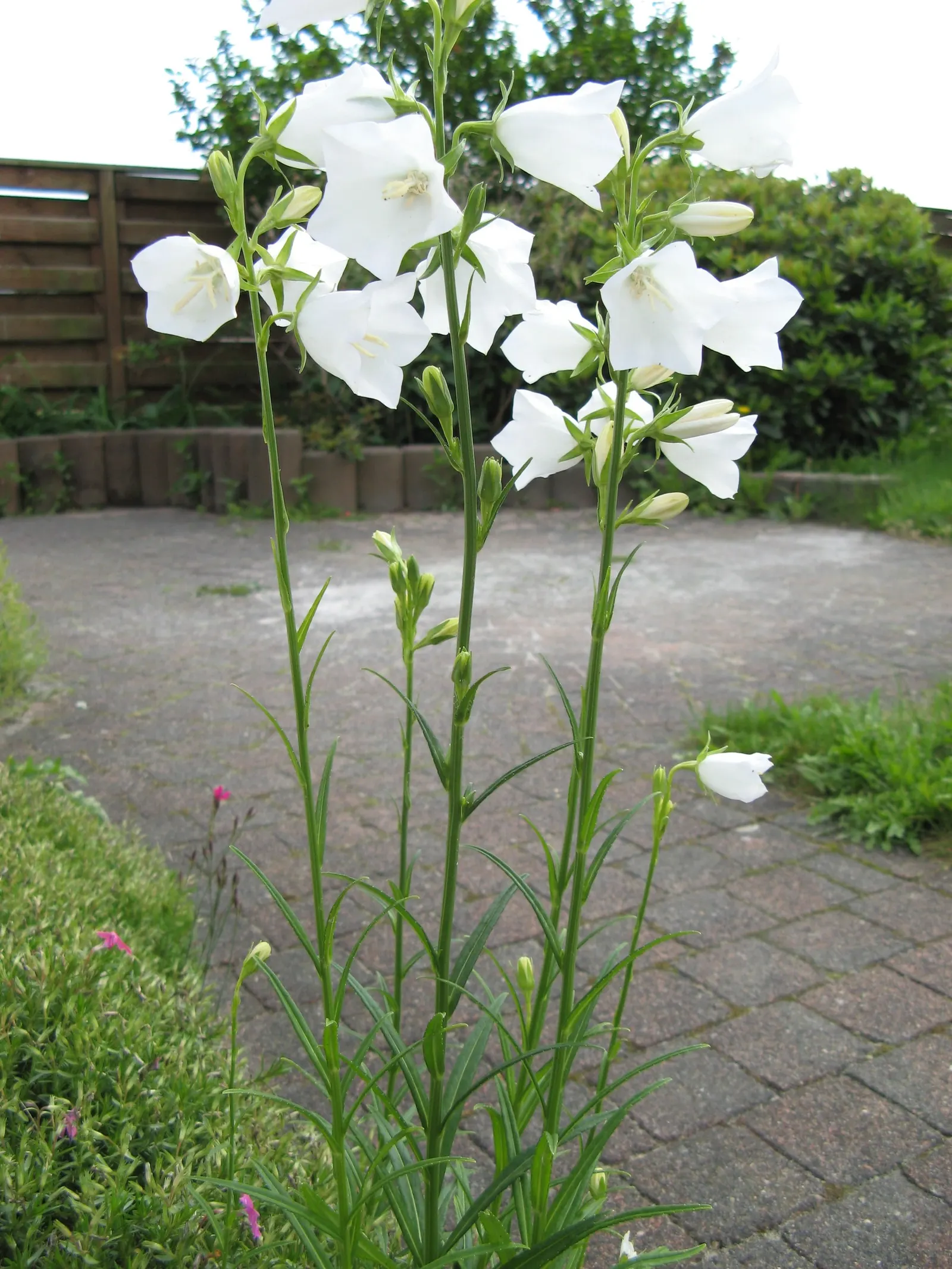 White Peach-Leaved Bellflower (Campanula Persicifolia 'White') — supporting local wildlife in the garden