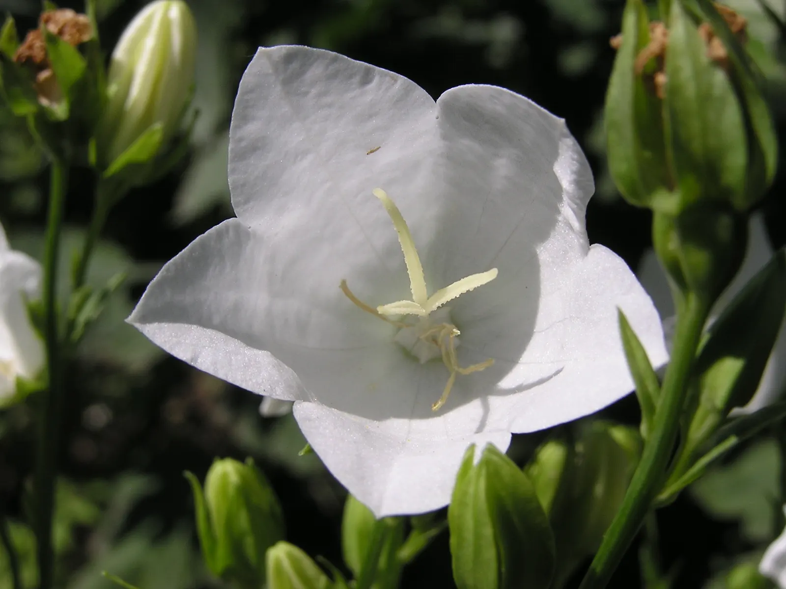 White Peach-Leaved Bellflower (Campanula Persicifolia 'White') — it prefers well-drained soil and blooms in early to midsummer