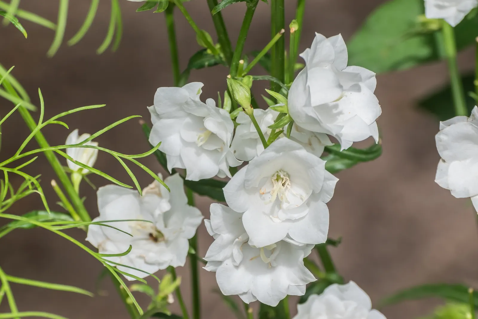 White Peach-Leaved Bellflower (Campanula Persicifolia 'White') — choose a site with full sun to partial shade