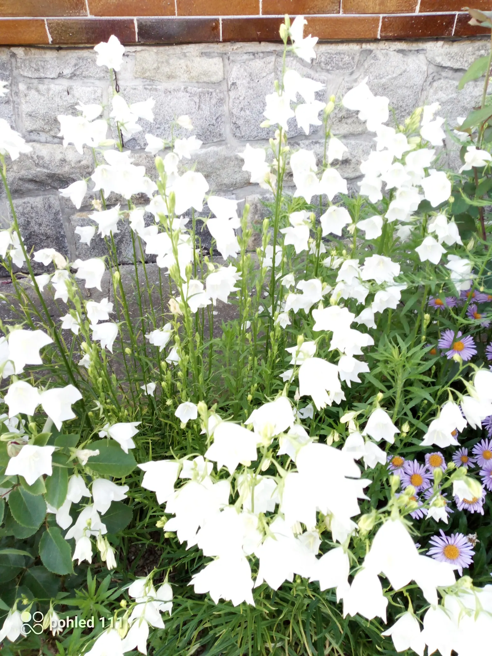 White Peach-Leaved Bellflower (Campanula Persicifolia 'White') — reaching up to 3 feet tall; while Campanula persicifolia 'White' tolerates a wide range of