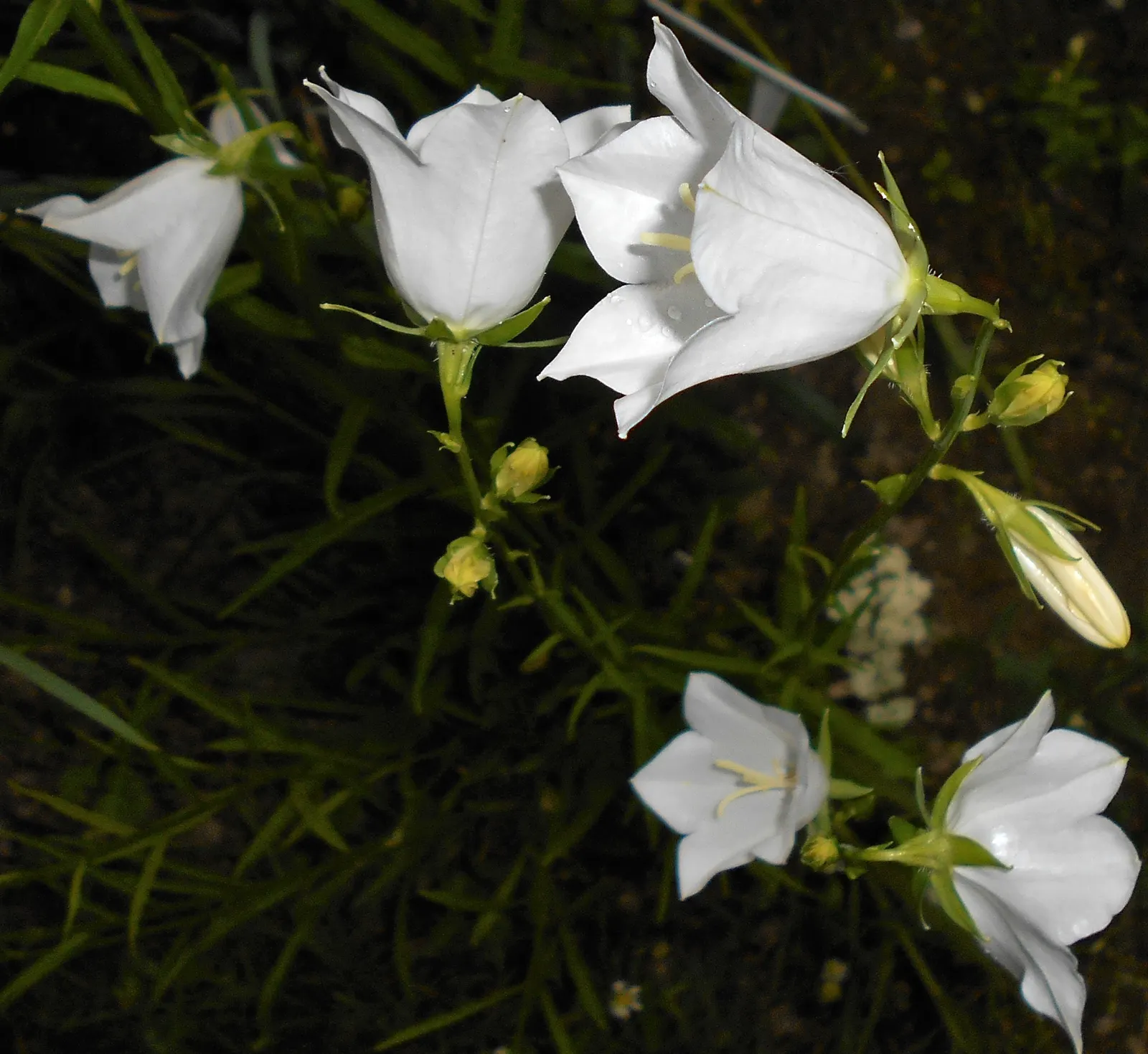 White Peach-Leaved Bellflower (Campanula Persicifolia 'White') — the White Peach-leaved Bellflower is perfect for borders