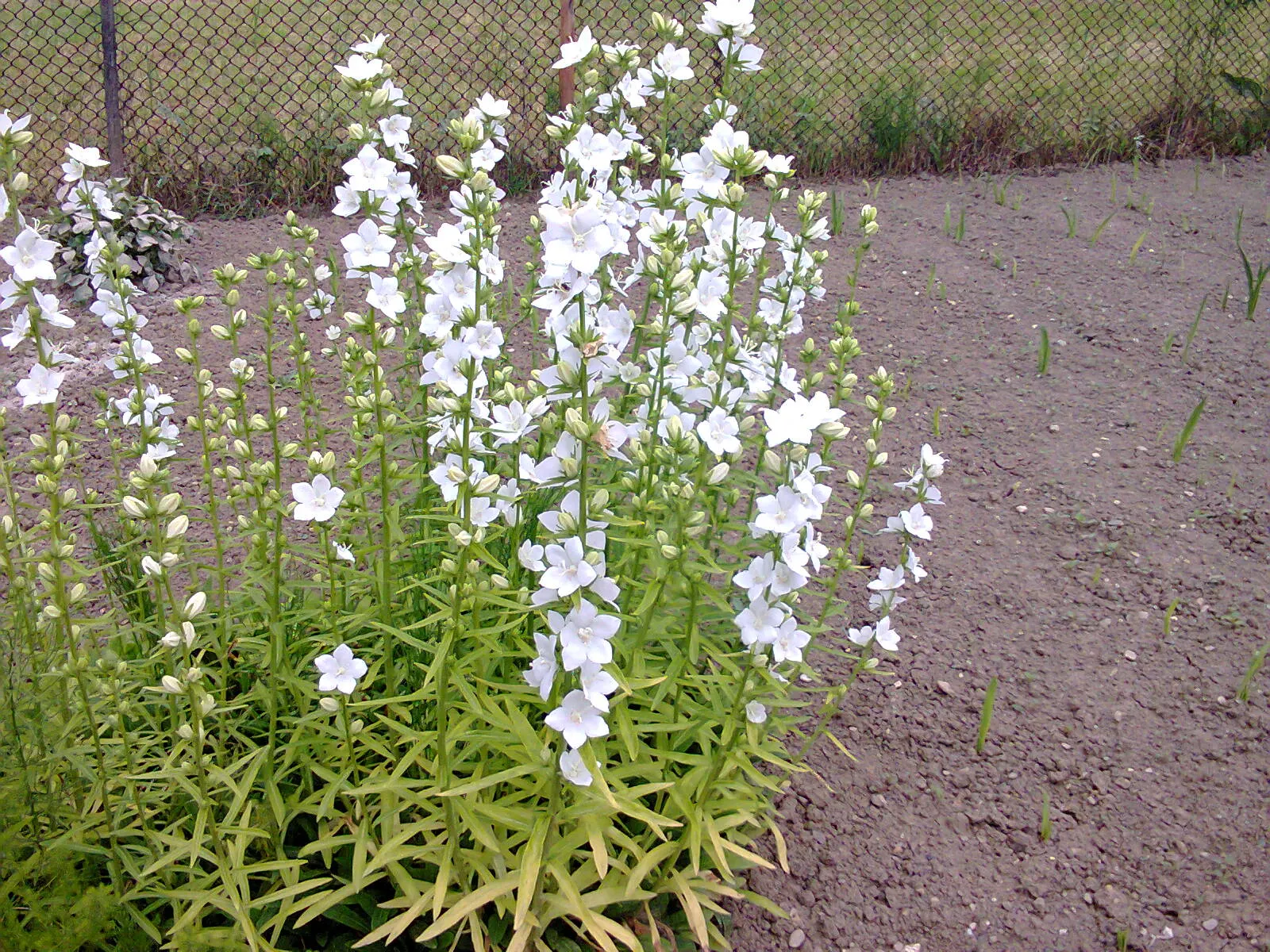 White Peach-Leaved Bellflower (Campanula Persicifolia 'White') — offering a delicate charm to any landscape design; upright stalk that can add a sense of