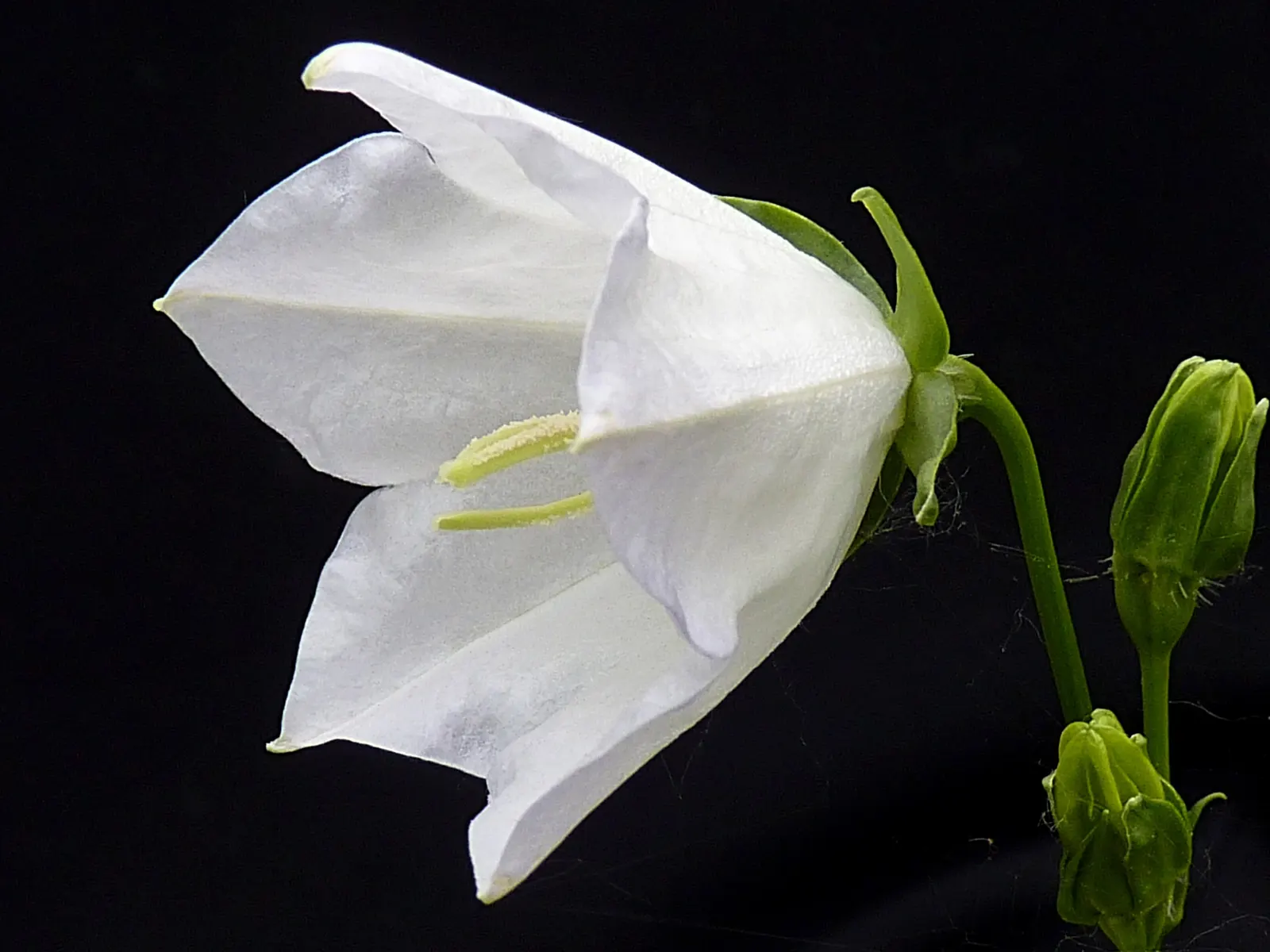 White Peach-Leaved Bellflower (Campanula Persicifolia 'White') — The leaves form a low rosette at the base of the plant from which tall