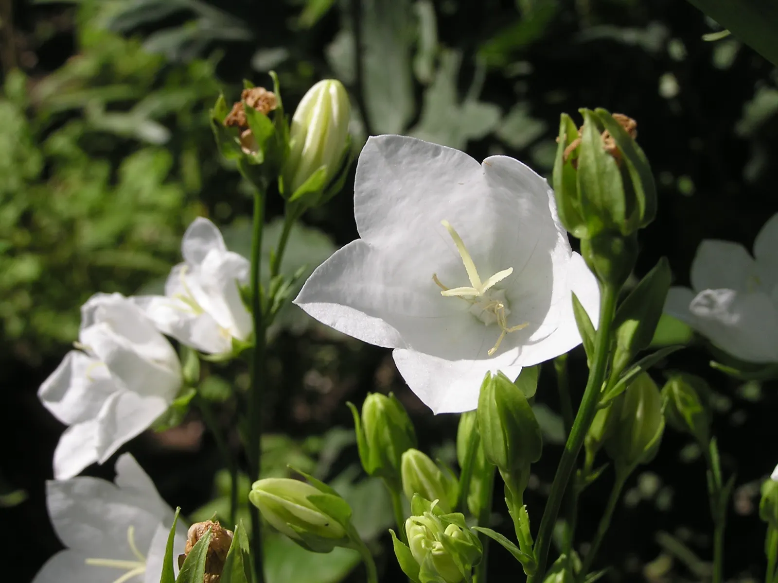 White Peach-Leaved Bellflower (Campanula Persicifolia 'White') — so regular watering is recommended