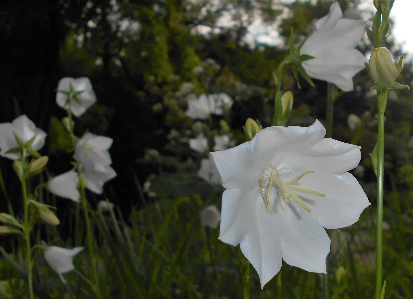 White Peach-Leaved Bellflower (Campanula Persicifolia 'White') — Thriving in full sun to part shade; bell-shaped white flowers atop slender stems