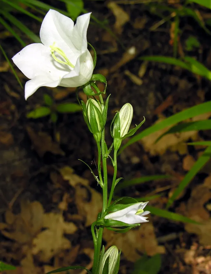 White Peach-Leaved Bellflower (Campanula Persicifolia 'White') — scientifically named Campanula persicifolia 'White'